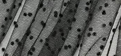 RUCHED POLKA DOT TULLE ON SUEDE